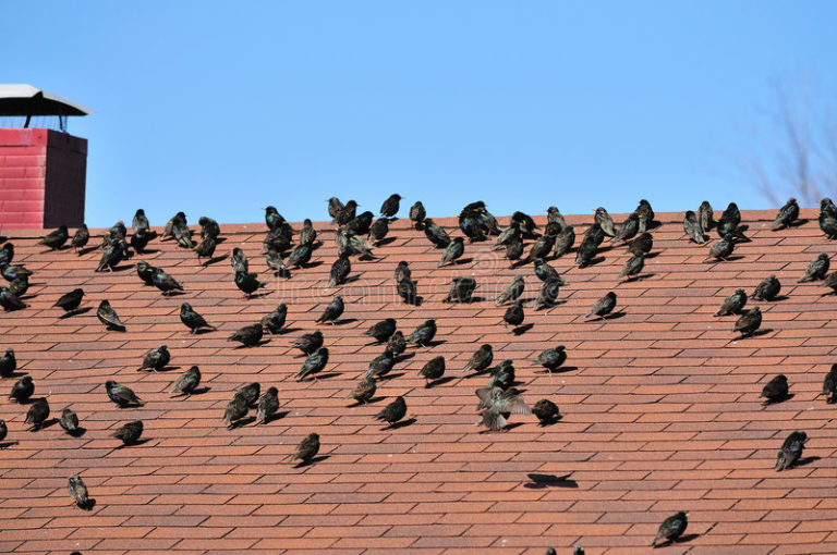 Roofing: Birds & Potential Damages